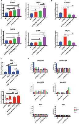 Thyroid Hormone Nuclear Receptor TRα1 and Canonical WNT Pathway Cross-Regulation in Normal Intestine and Cancer